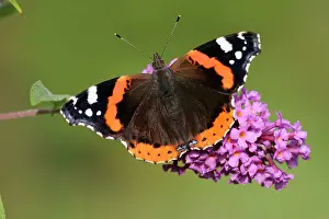 Admirals: Red Admiral Butterfly - feeding upon Buddelia in garden