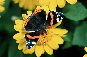 Admirals: Red Admiral BUTTERFLY - feeding on flower nectar