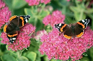 Admirals: Red Admiral BUTTERFLY - feeding on ice plant / Sedum nectar