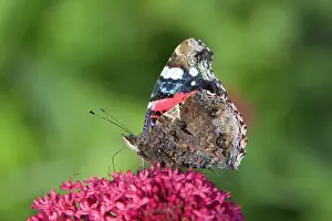 Admiral: Red Admiral Butterfly - feeding on Valerian Flower