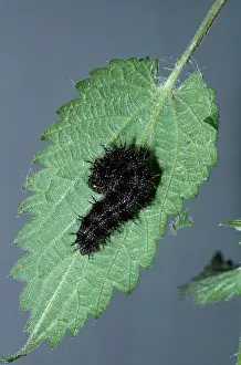 Admiral: Red Admiral Butterfly - Larva building Tent of Nettle leaf