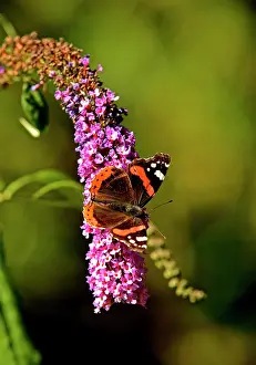 Admirals: Red Admiral Butterfly on Lilac