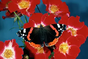 Ian Beames: Red Admiral Butterfly - on rose