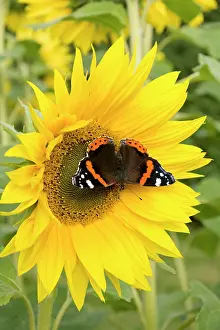 Admirals: Red Admiral Butterfly on Sunflower
