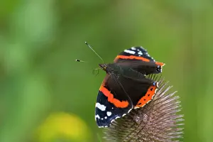 Admirals: Red Admiral Butterfly - on teasel