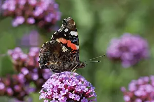 Verbena: Red Admiral Butterfly - On Verbena bonariensis flower
