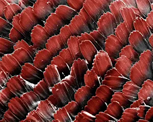 Admiral: Red Admiral ButterflyIs Wing Scales