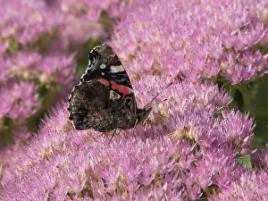 Admiral: Red Admiral Butterly - feeding on Sedum Flowers