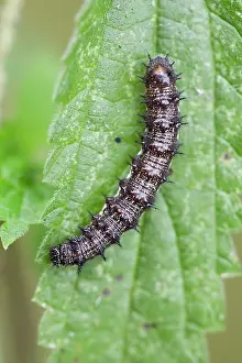Admiral: Red Admiral Caterpillar