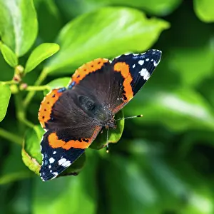 200722: Red Admiral (Vanessa atalanta), Butterfly on green leaf