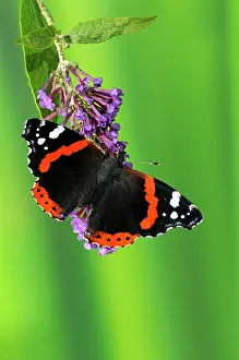 Admirals: Red Admiral (Vanessa atalanta), adult, feeding on