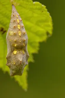 Hanging: Red admiral (Vanessa atalanta) chrysalis hanging