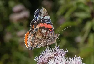 Rope: Red Admiral, Vanessa atalanta, feeding on Hemp A