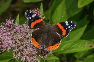 Free: Red Admiral, Vanessa atalanta feeding on Hemp Agrimony