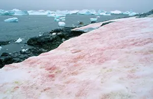 Nivea: Red Algae / Red Snow - on snow