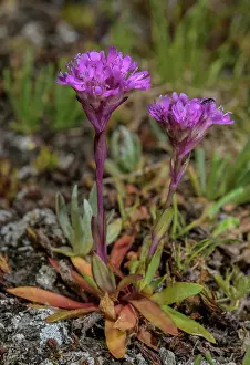Campion: Red Alpine catchfly, Silene suecica, in flower i