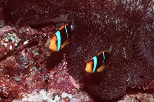 Blackfin: Red-and-Black / Black / Dusky ANEMONE FISH / Fire