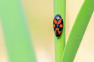 Froghopper: Red-and-black Froghopper