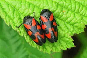 Froghoppers: Red-and-black Froghopper Gemeine Blutzikade mating