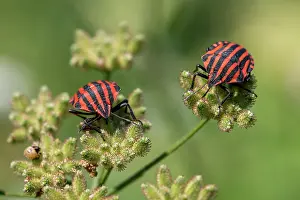 Swallowing: Red-and-black striped shieldbugs (Graphosoma ita