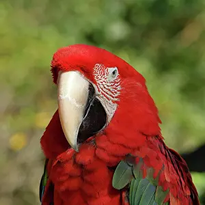 Macaw: Red-and-green macaw (Ara chloroptera), animal portrait