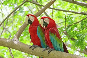 Chloropterus: Red-and-green Macaw / Green-winged Macaw