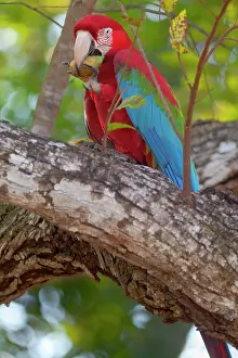 Chloroptera: Red-and-green Macaw / Red and Green Macaw - one