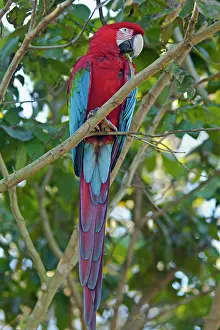 Chloroptera: Red-and-green Macaw / Red and Green Macaw - one
