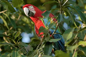 Chloroptera: Red-and-green Macaw / Red and Green Macaw - one