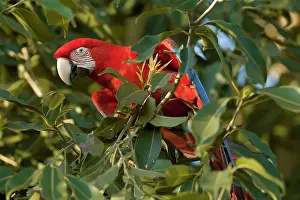 Chloroptera: Red-and-green Macaw / Red and Green Macaw - one