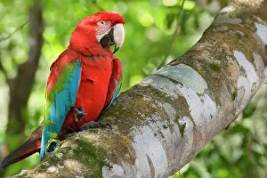 Chloroptera: Red-and-green Macaw / Red and Green Macaw - one