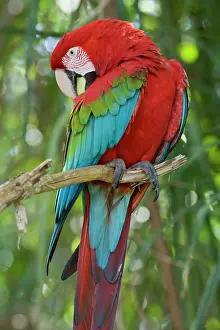 Chloroptera: Red-and-green Macaw / Red and Green Macaw - one