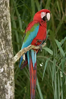 Chloroptera: Red-and-green Macaw / Red and Green Macaw - one