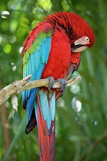 Chloroptera: Red-and-green Macaw / Red and Green Macaw - one