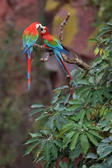 Chloroptera: Red-and-green Macaw / Red and Green Macaw - two
