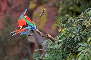 Chloroptera: Red-and-green Macaw / Red and Green Macaw - two