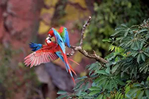 Chloroptera: Red-and-green Macaw / Red and Green Macaw - two