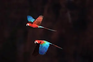 Chloroptera: Red-and-green Macaw / Red and Green Macaw - two