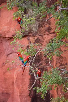 Chloroptera: Red-and-green Macaw / Red and Green Macaw - four