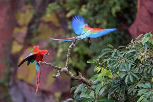 Chloroptera: Red-and-green Macaw / Red and Green Macaw - two