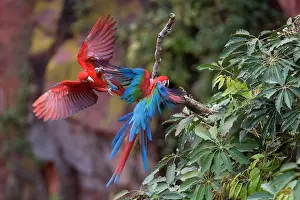 Chloroptera: Red-and-green Macaw / Red and Green Macaw - two