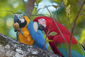 Ararauna: Red-and-green Macaw / Red and Green Macaw and Blue-and-Yello