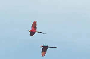 Tambopata: Red-and-green macaws