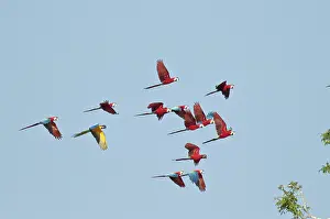Macaws: Red-and-green macaws