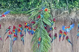 Clay: Red-and-green macaws at clay lick