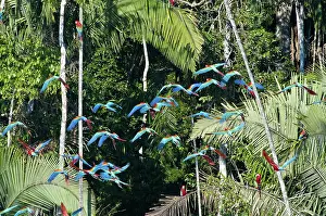 Tambopata: Red-and-green macaws in flight