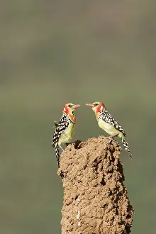 Barbet: Red-and-Yellow Barbet - pair at nest built in termite