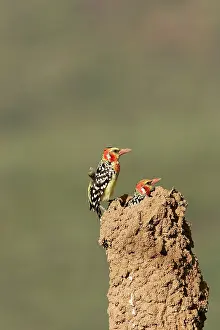 Barbet: Red-and-Yellow Barbet - pair at nest built in termite mound