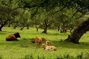 Holm: Red Andalucian cattle with calves grazing in Holm Oak dehesa
