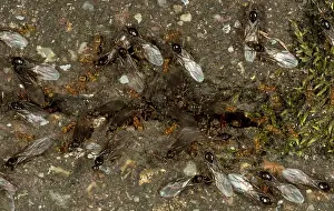 Ants: Red Ant - emergence in garden on a hot August day